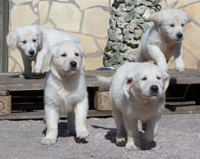 chiots golden retriever LOF